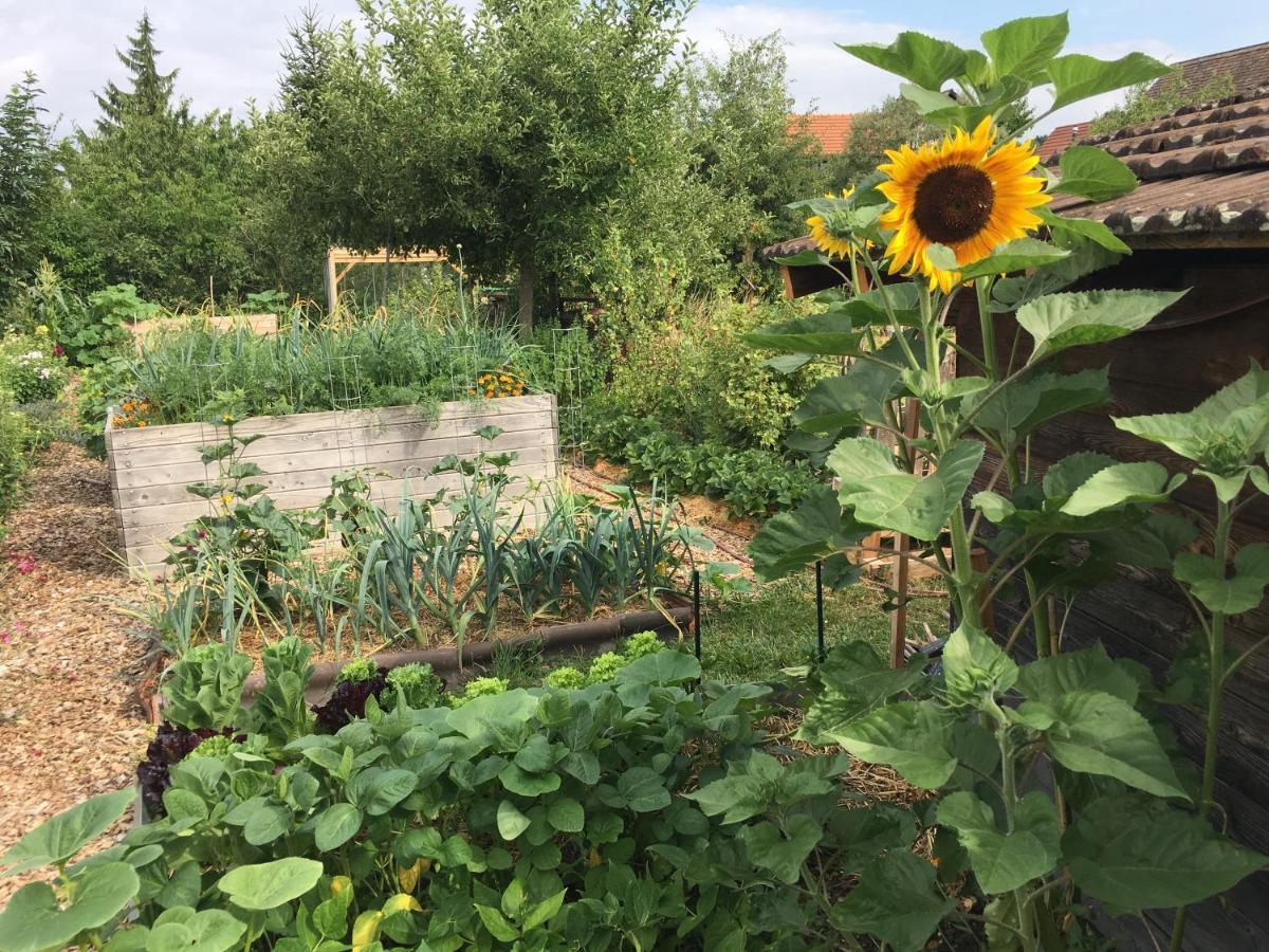 Ferienhaus Mit Naturgarten Dachsen Buitenkant foto